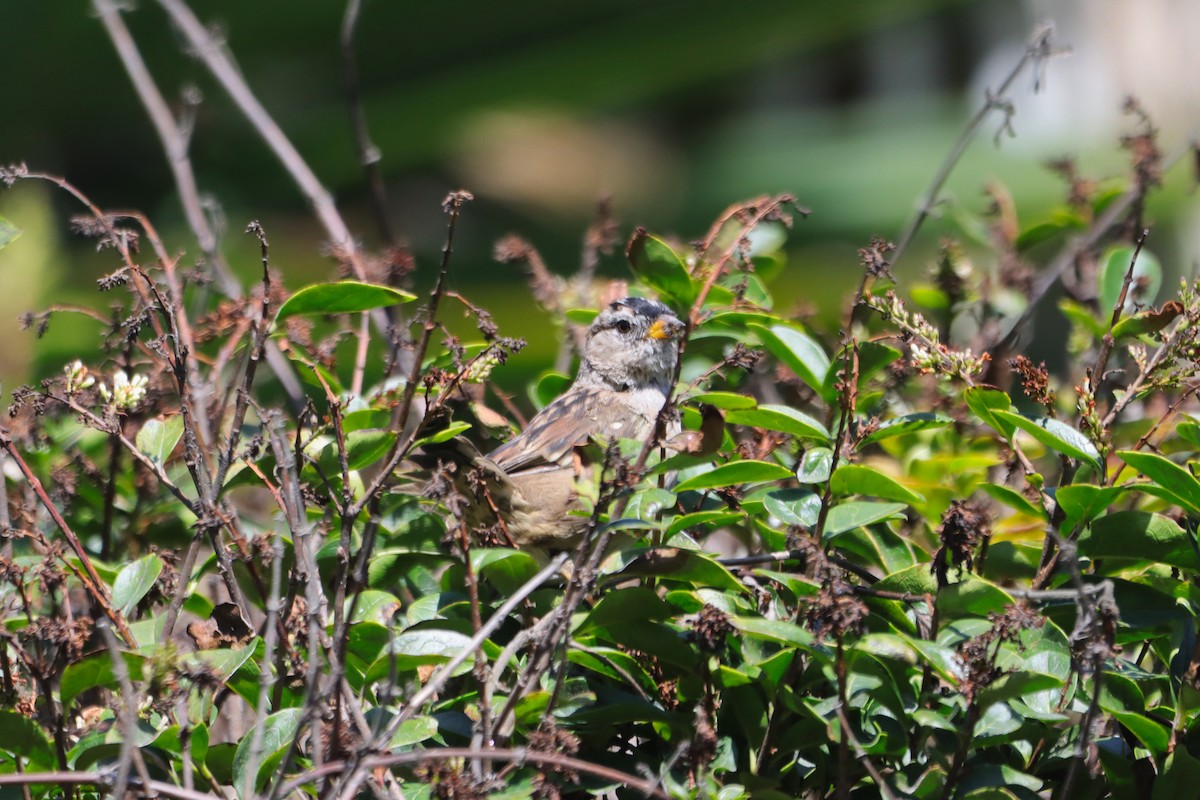 White-crowned Sparrow - ML475054101