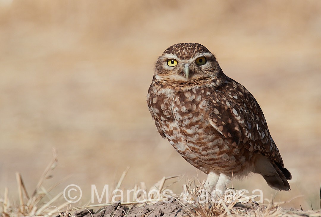 Burrowing Owl - ML475055811