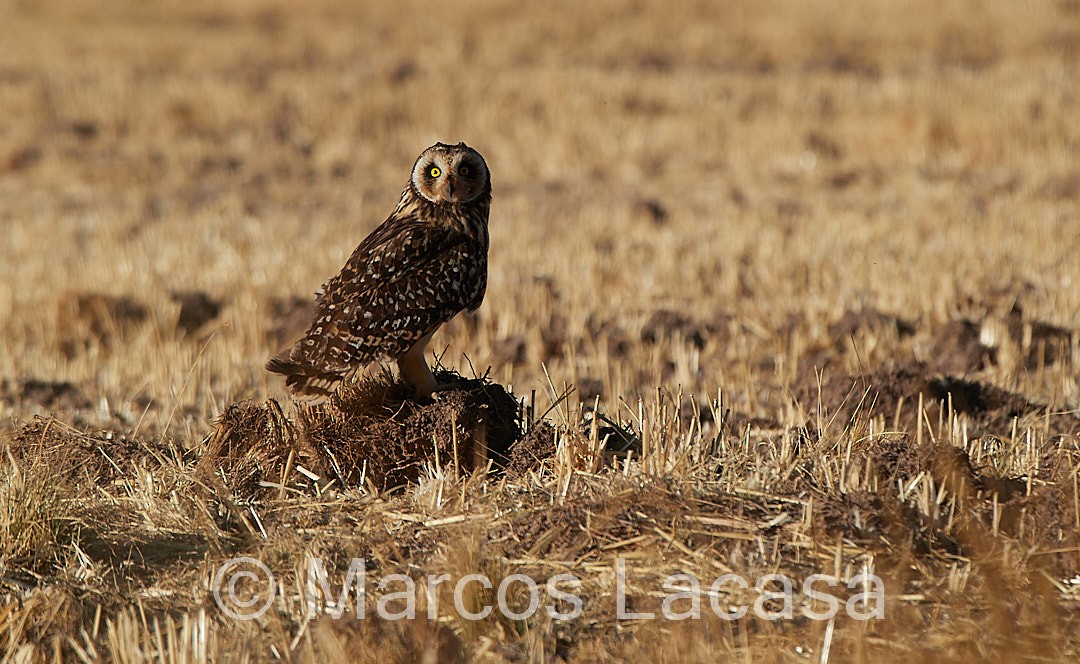 Short-eared Owl (South American) - ML475055871