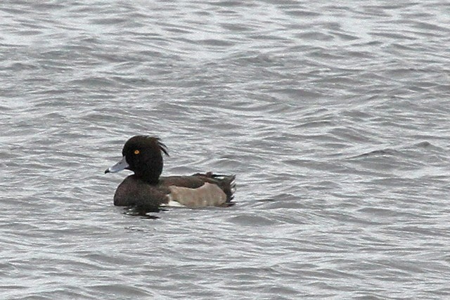 Tufted Duck - ML47505601