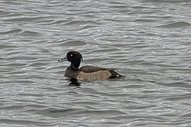 Tufted Duck - ML47505611