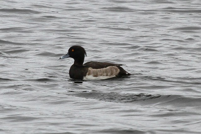 Tufted Duck - ML47505621