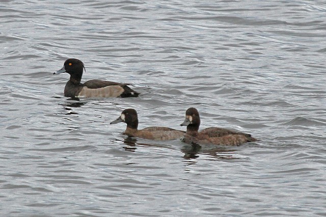 Tufted Duck - ML47505631