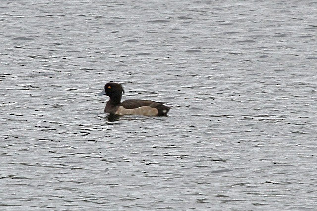 Tufted Duck - ML47505641