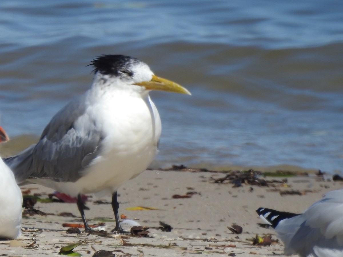 Great Crested Tern - ML475057351