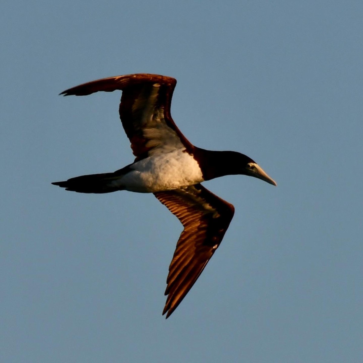 Brown Booby - ML475063041