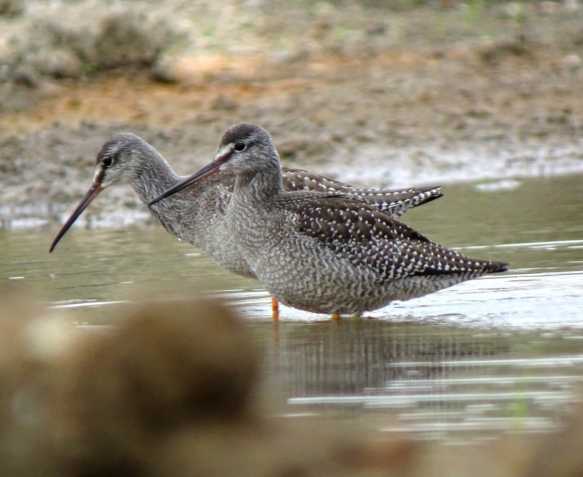 Spotted Redshank - ML475063171