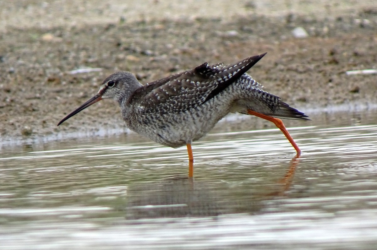 Spotted Redshank - ML475063221