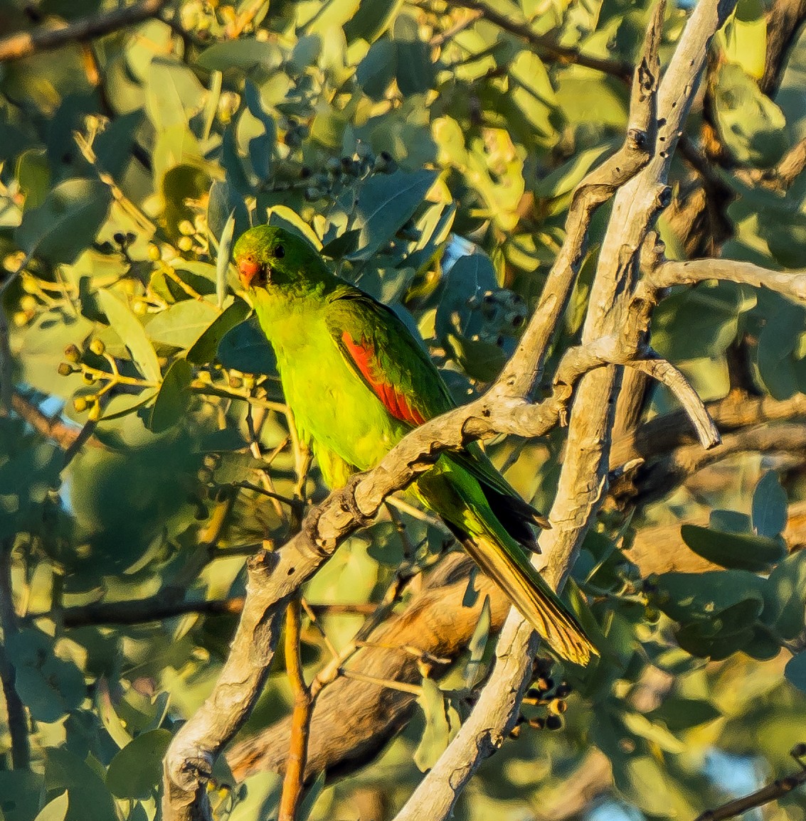 Red-winged Parrot - ML475063401