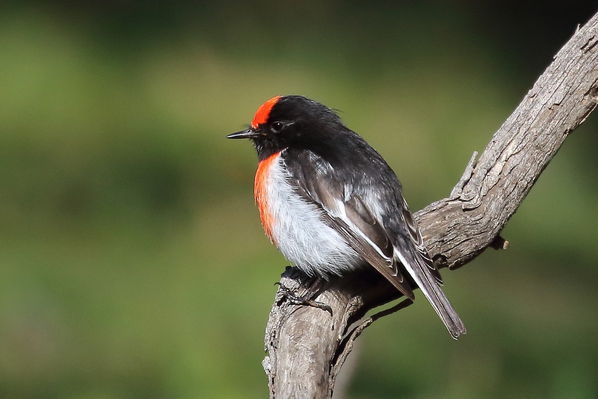 Red-capped Robin - ML475063911