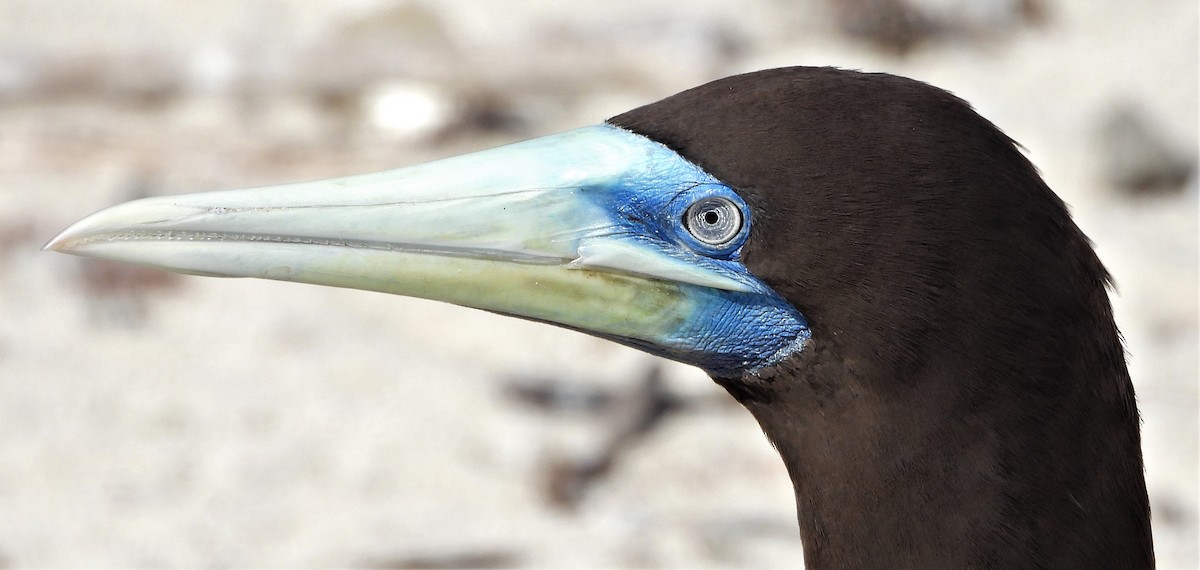 Brown Booby - ML475065831