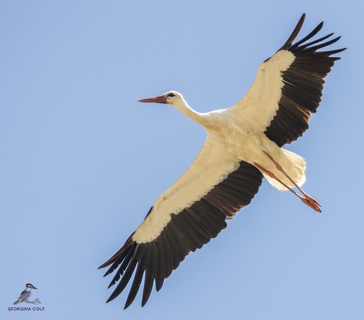 White Stork - ML475068411