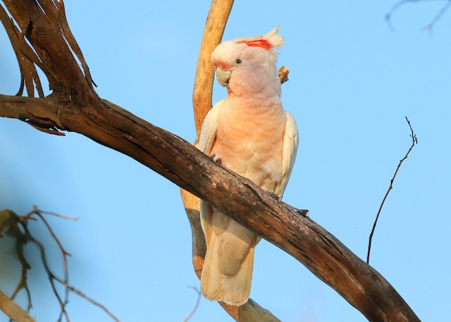 クルマサカオウム Ebird