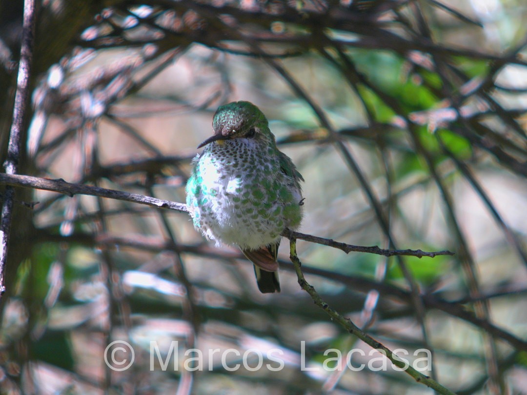 Many-spotted Hummingbird - ML475072571