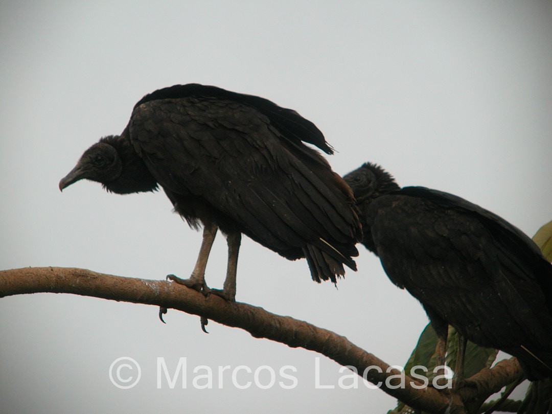 Black Vulture - ML475072701