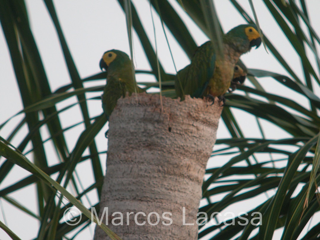 Red-bellied Macaw - ML475073011