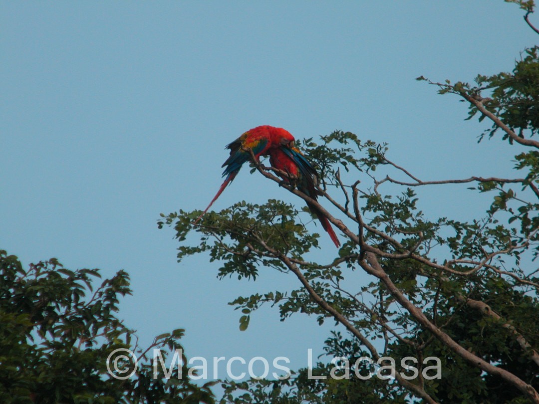 Scarlet Macaw - Marcos Lacasa