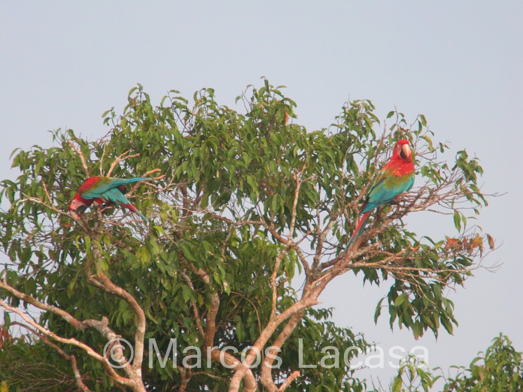 Red-and-green Macaw - ML475073181