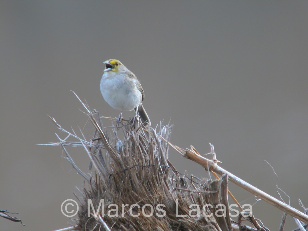 Yellow-browed Sparrow - ML475073361