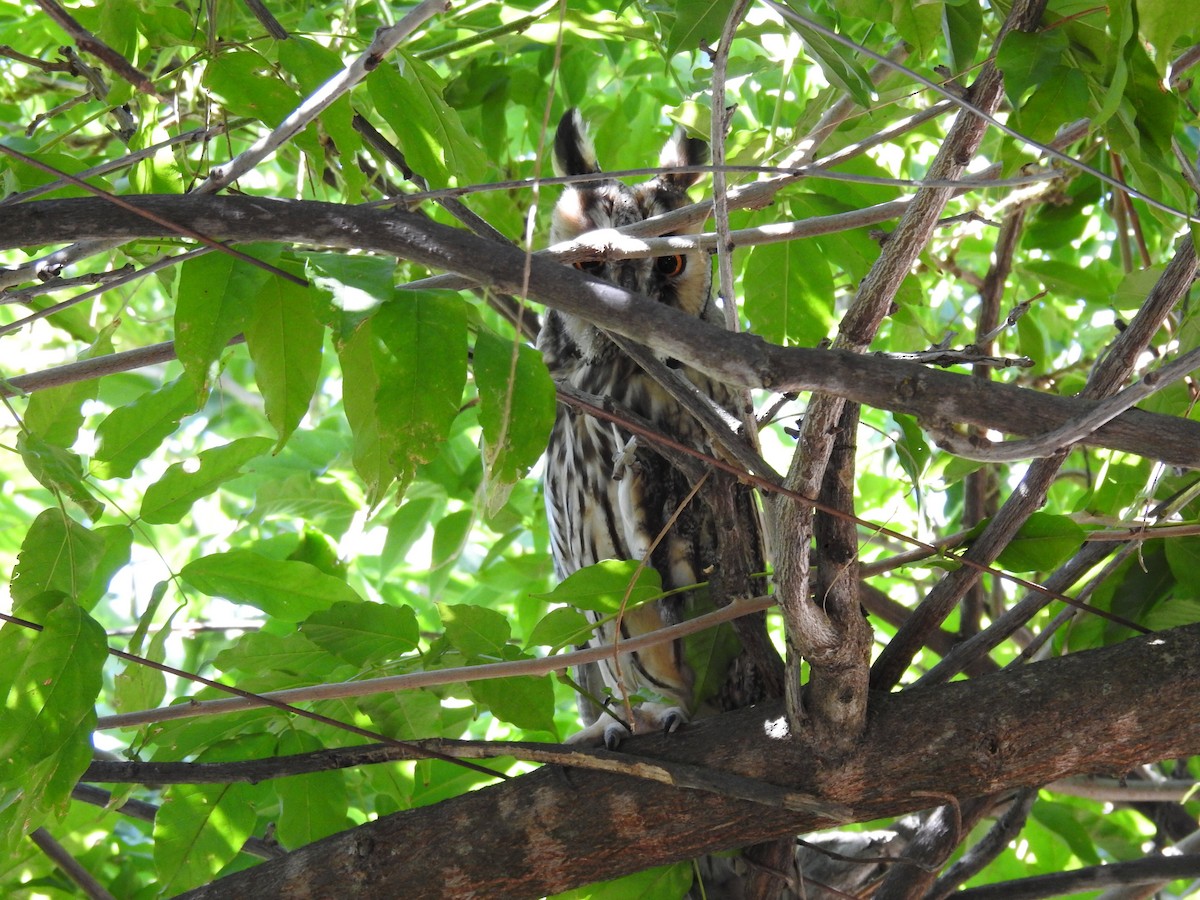 Long-eared Owl - ML475073481