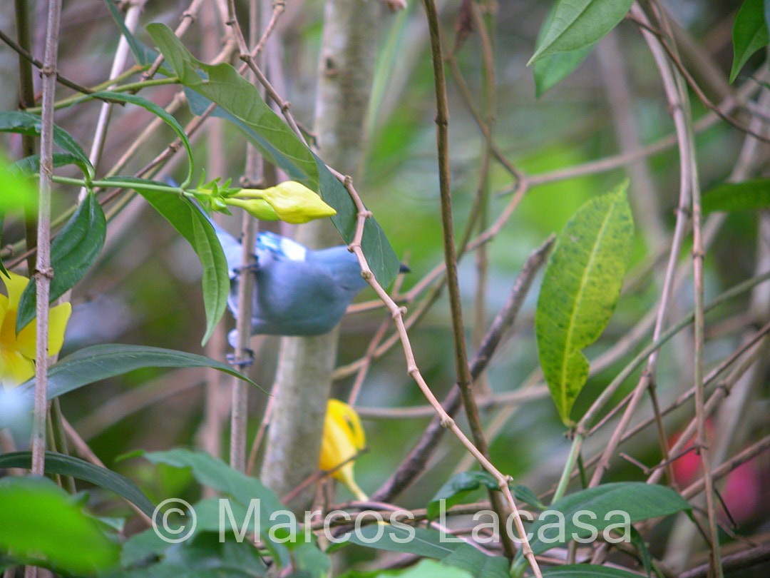 Blue-gray Tanager - ML475073591