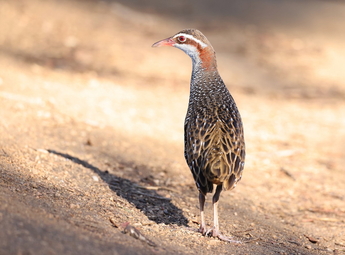 Buff-banded Rail - Andy Gee