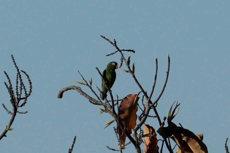 Golden-winged Parakeet - Pedro Plans