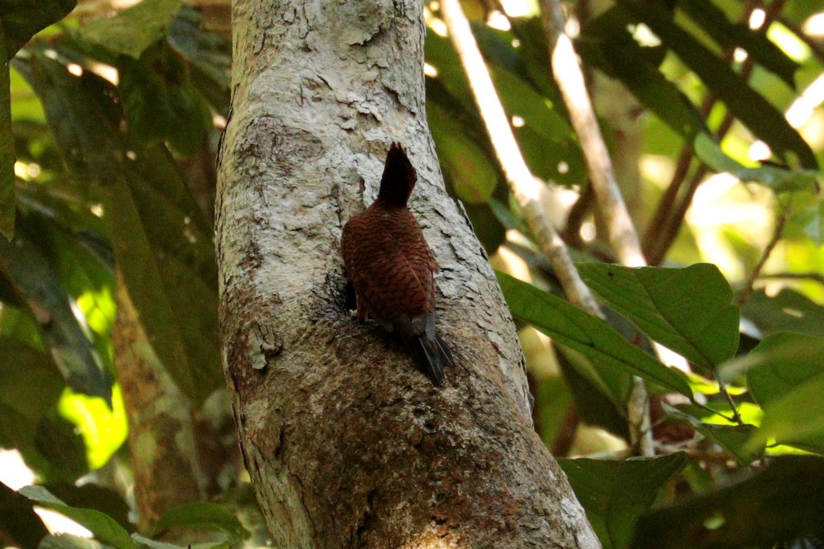 Waved Woodpecker (Scale-breasted) - ML475080591