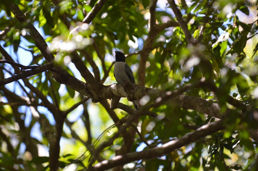 Madagascar Cuckooshrike - amy pickering