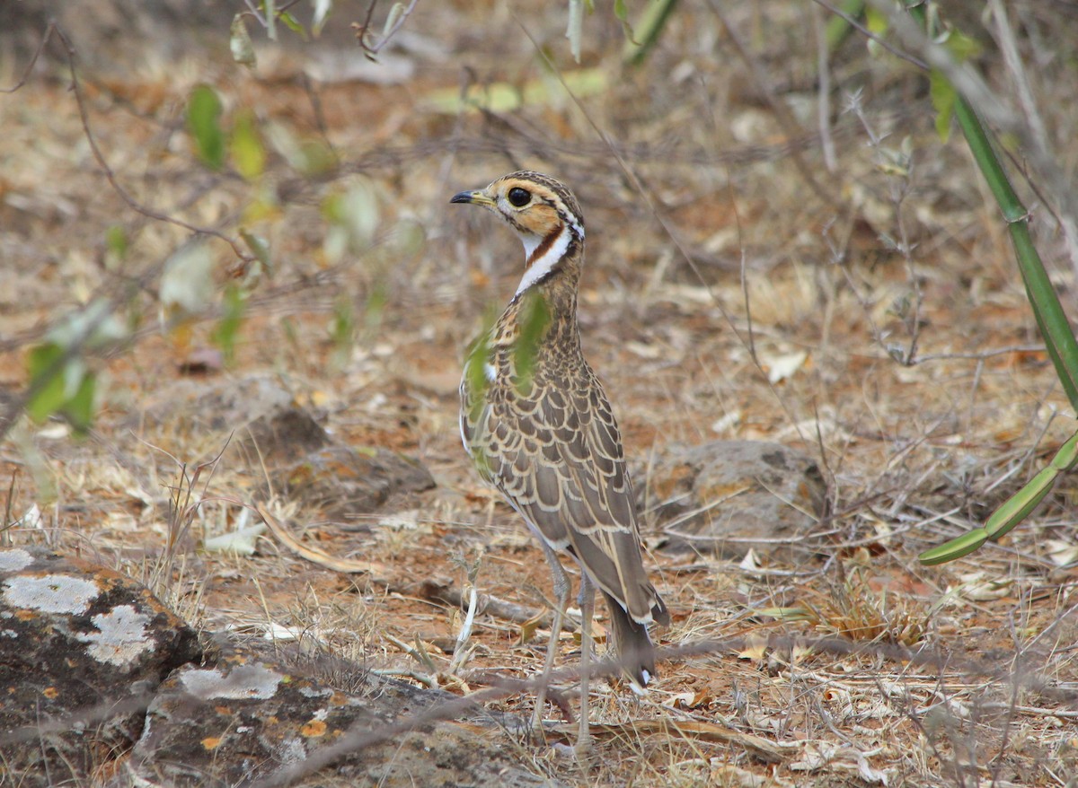 Three-banded Courser - ML47508301