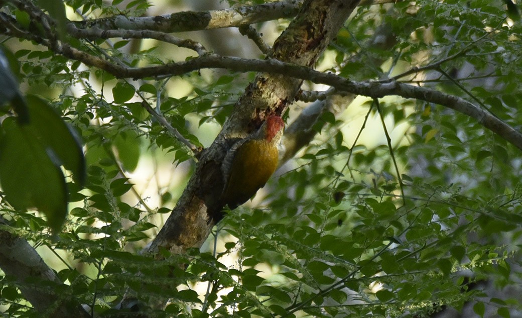 Red-stained Woodpecker - ML475084321