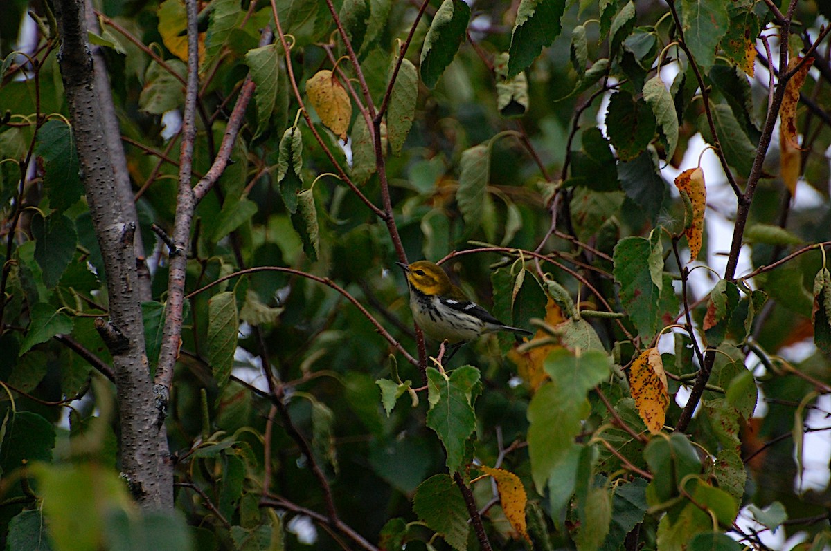 Black-throated Green Warbler - Marc St. Onge