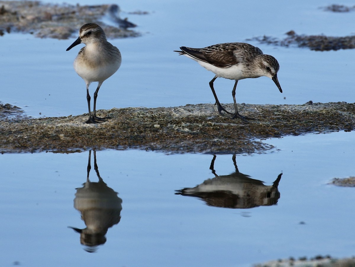 eBird Checklist 14 Aug 2022 Merritt Island NWRWest Gator Creek