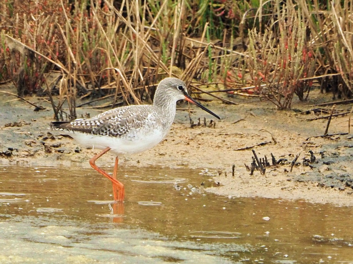 Spotted Redshank - ML475097401