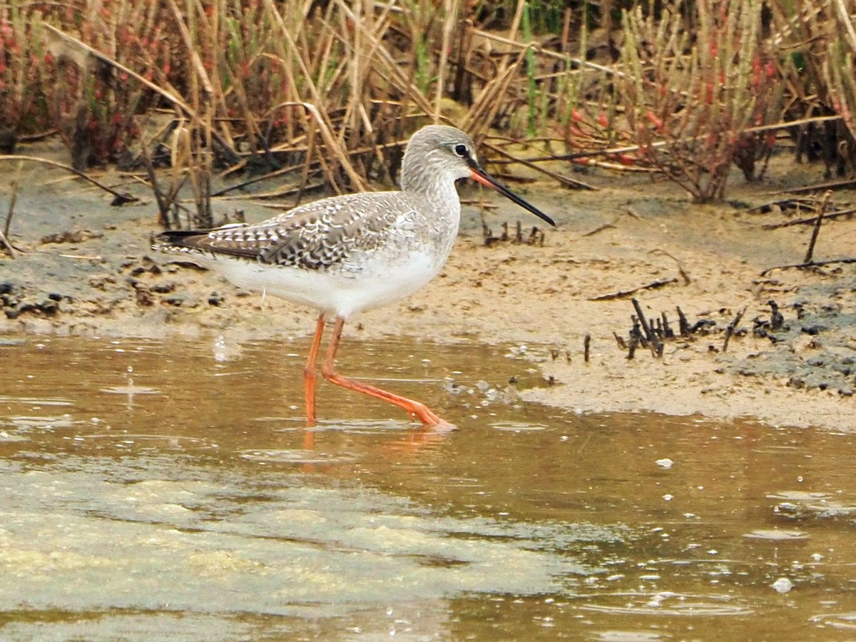 Spotted Redshank - ML475097411
