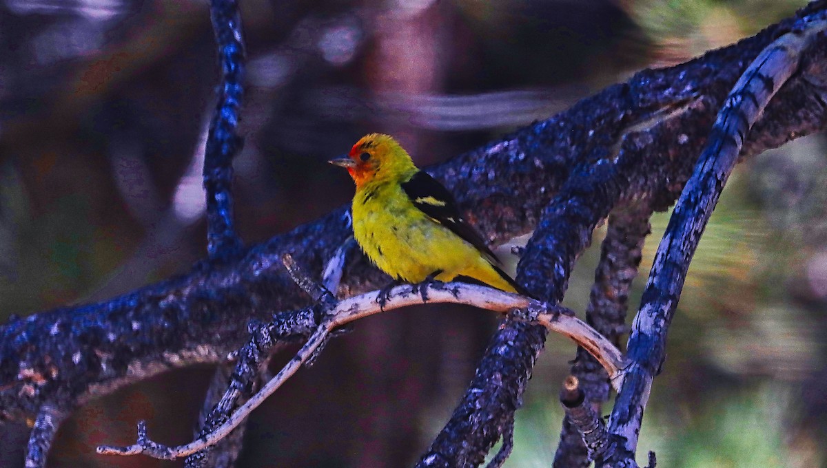 Western Tanager - ML475103941