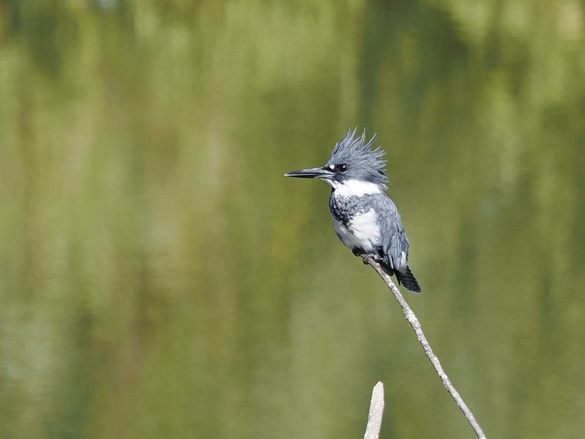 Belted Kingfisher - ML475110081
