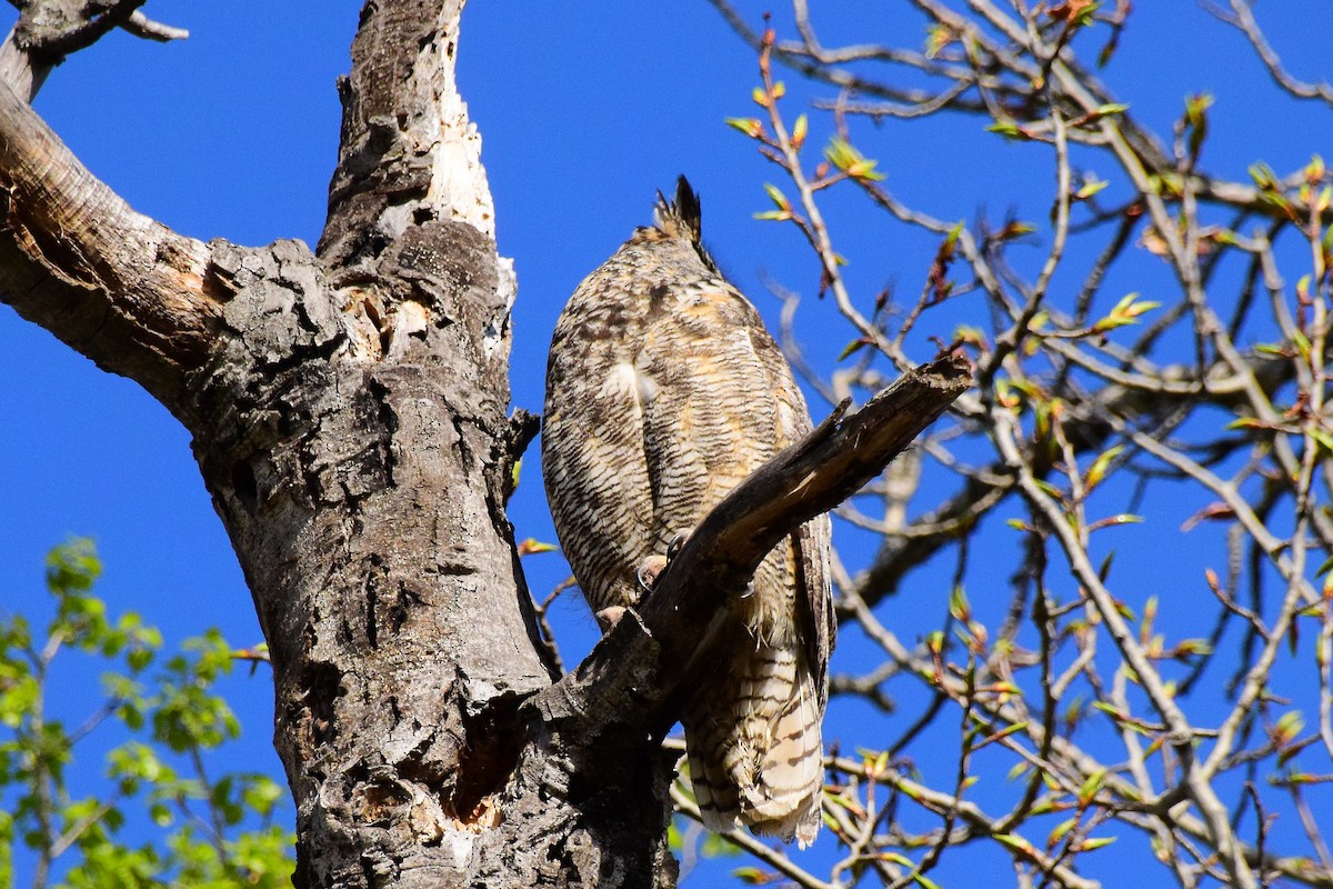 Great Horned Owl - ML475111091