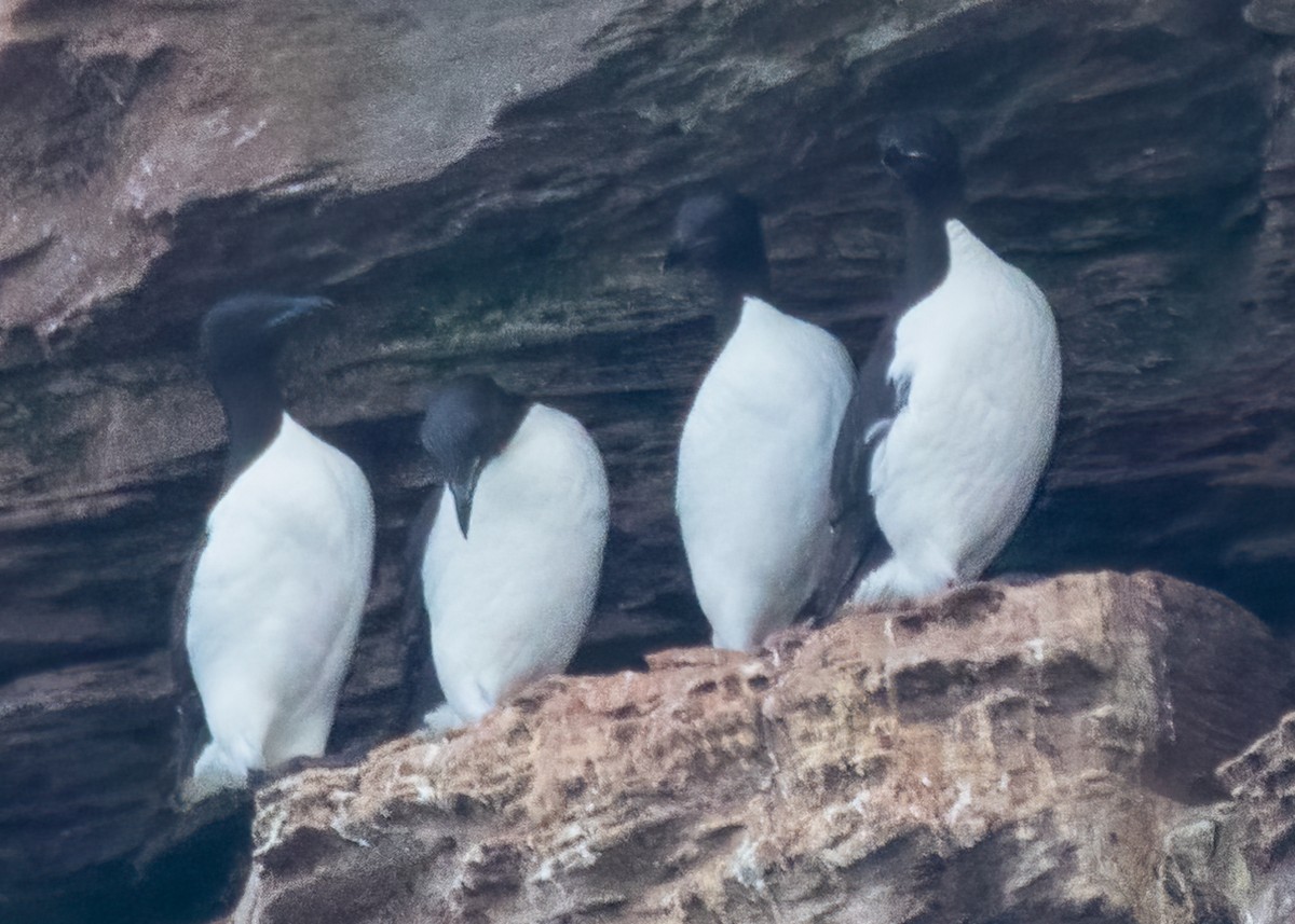 Thick-billed Murre - ML475111411