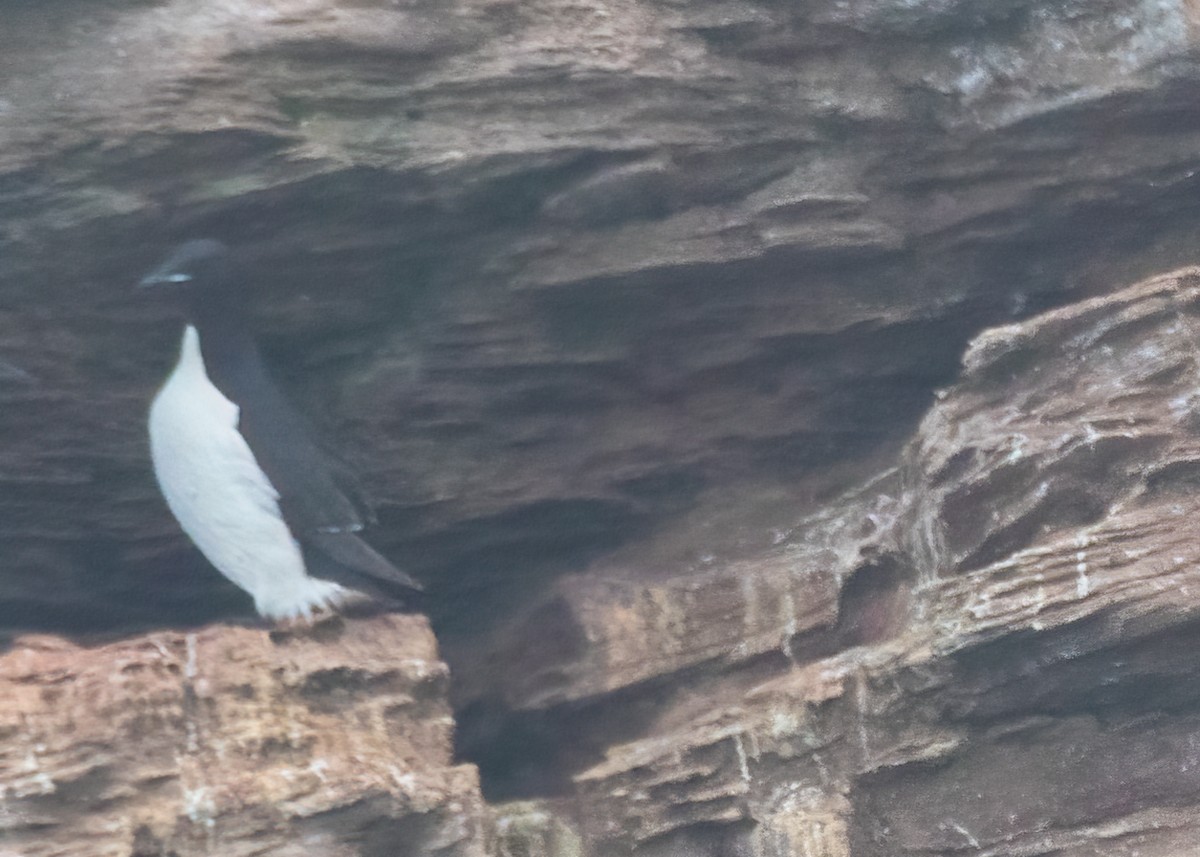 Thick-billed Murre - ML475111421