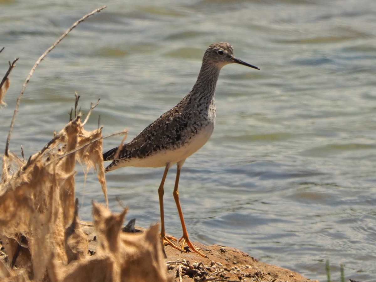 Wood Sandpiper - Brian Carruthers