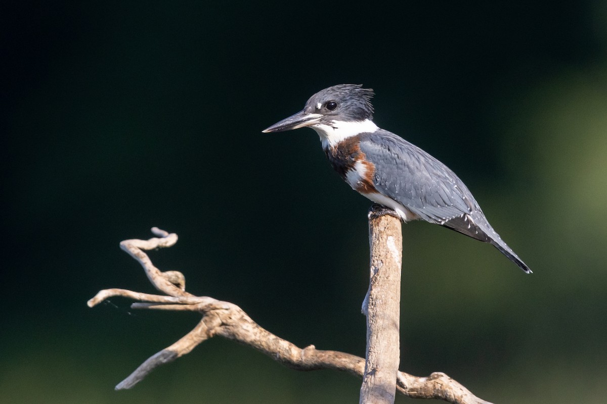 Belted Kingfisher - ML475126101