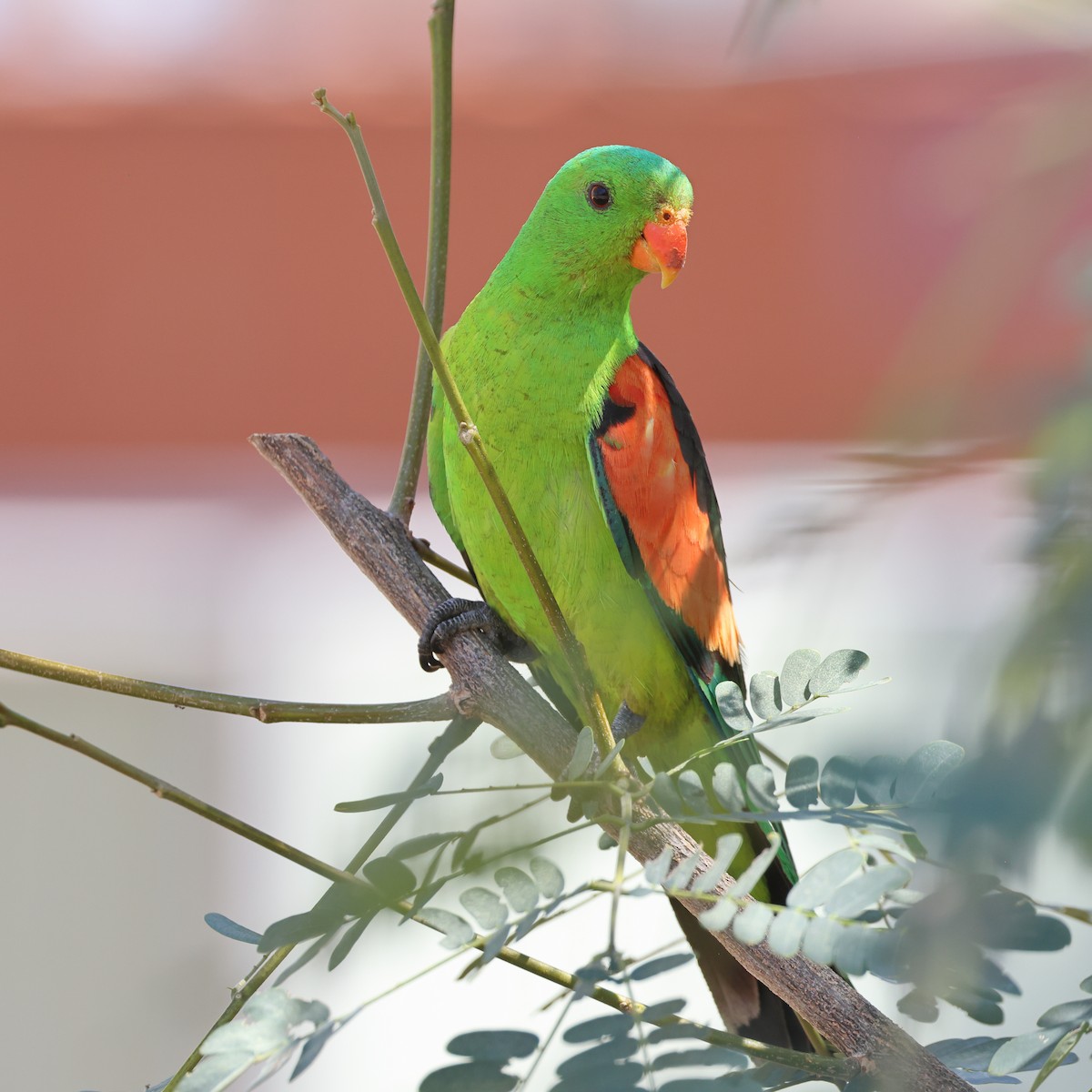 Red-winged Parrot - ML475128141