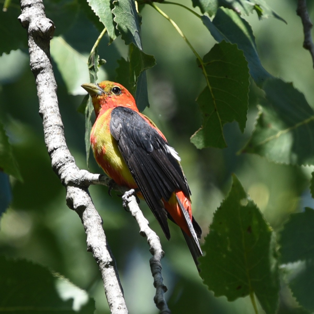 Scarlet Tanager - ML475129941