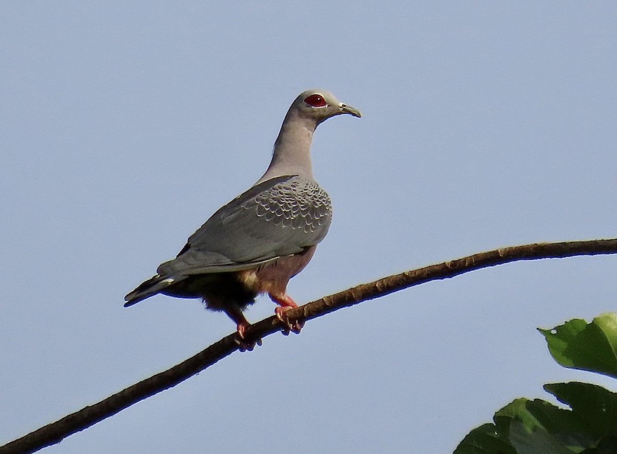 Pinon's Imperial-Pigeon - ML475130011