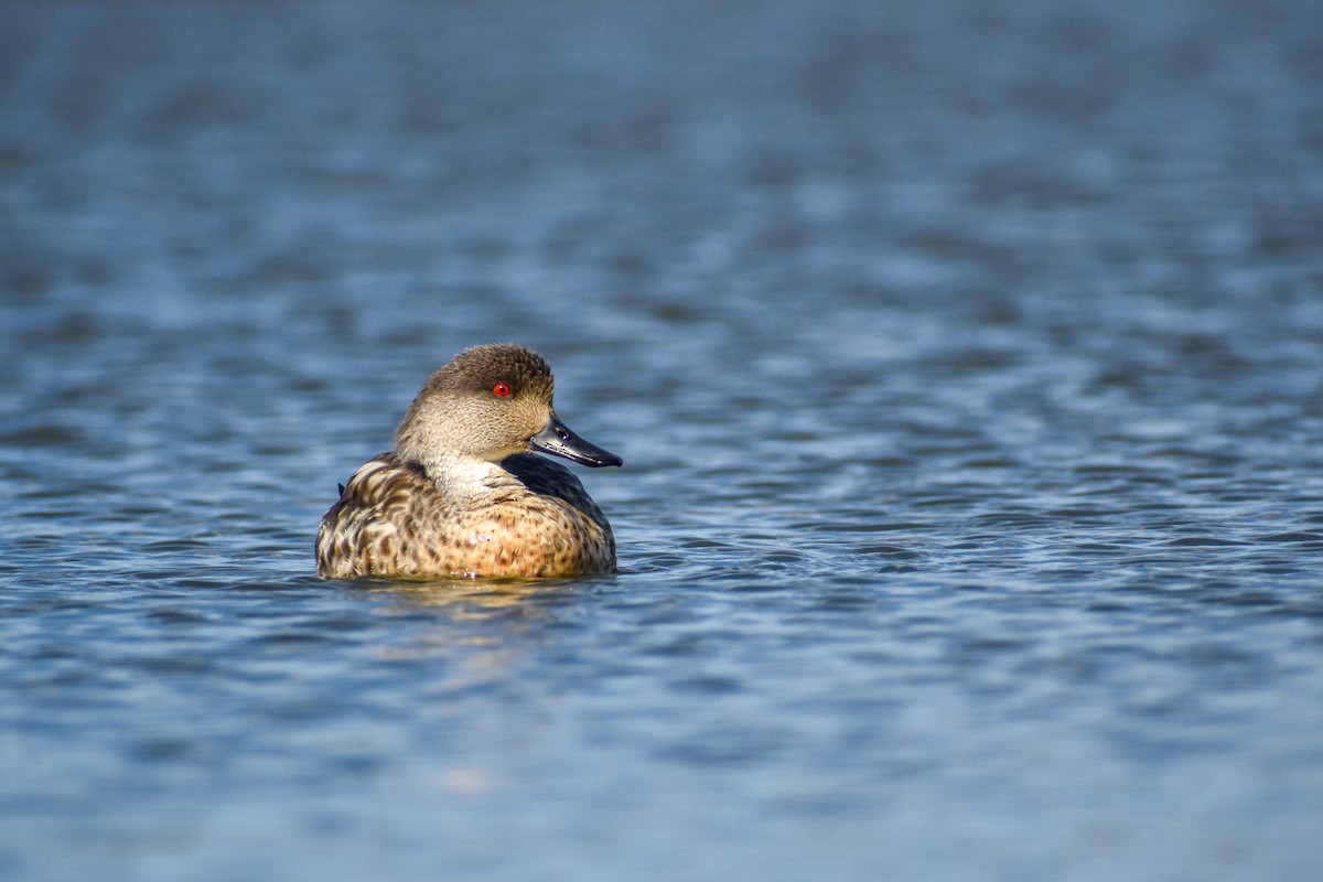 Crested Duck - ML475130121