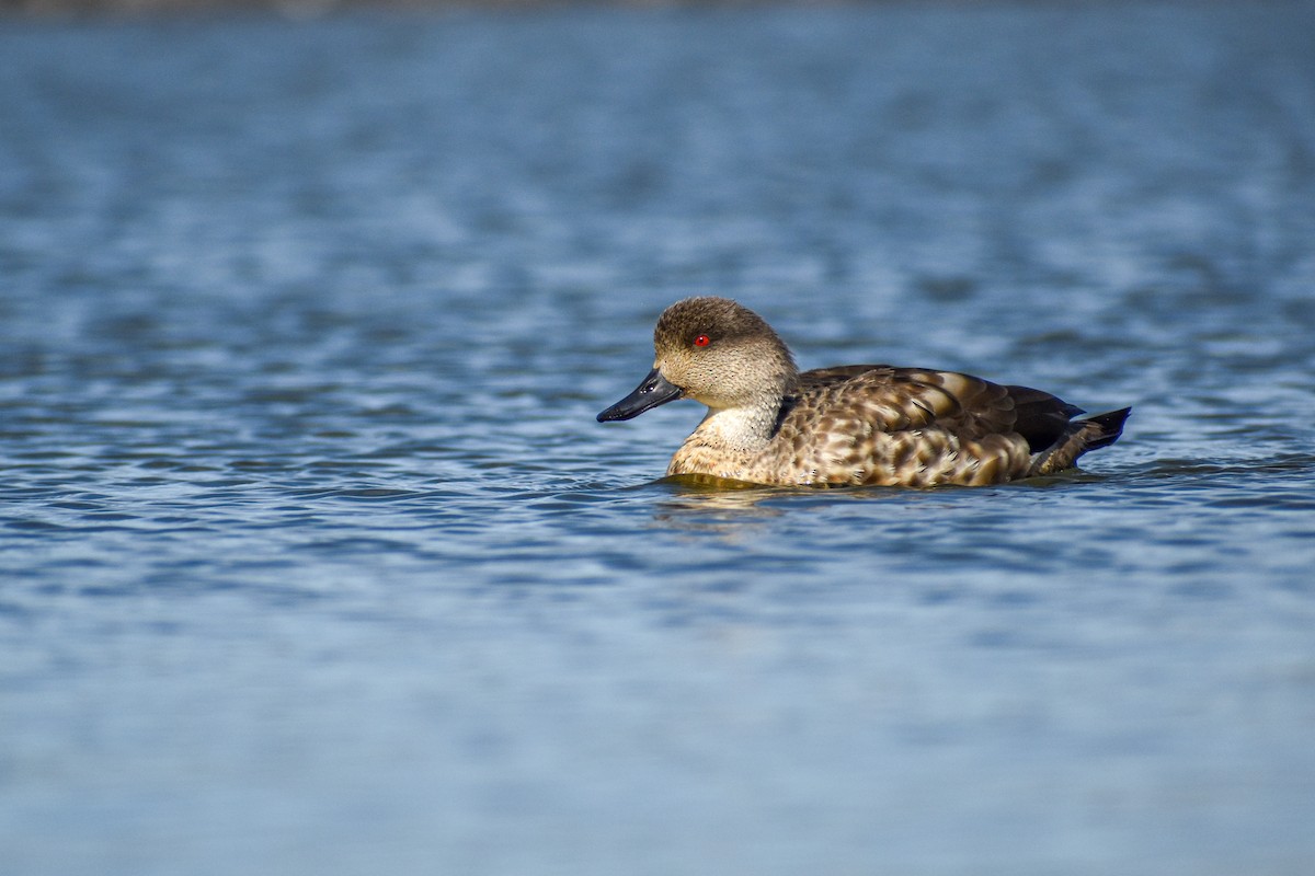 Crested Duck - ML475130231