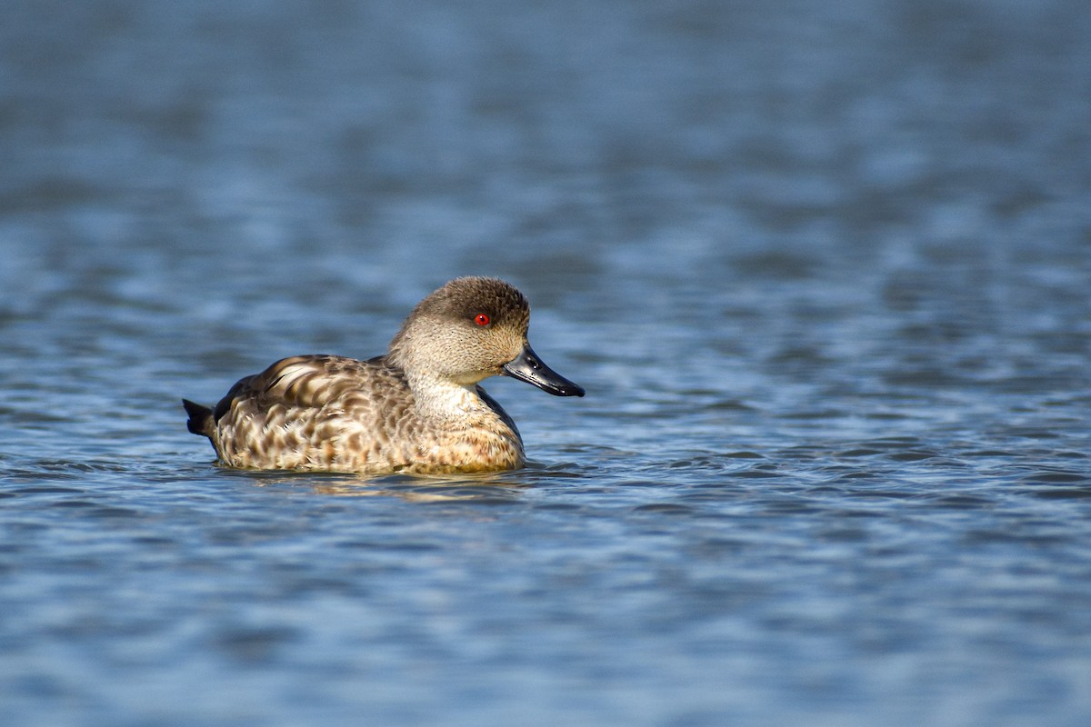 Crested Duck - ML475130431