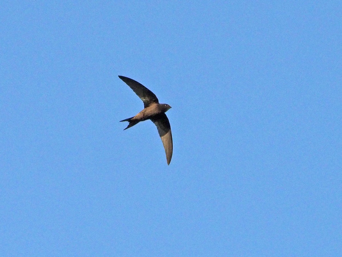 Common Swift - Brian Carruthers