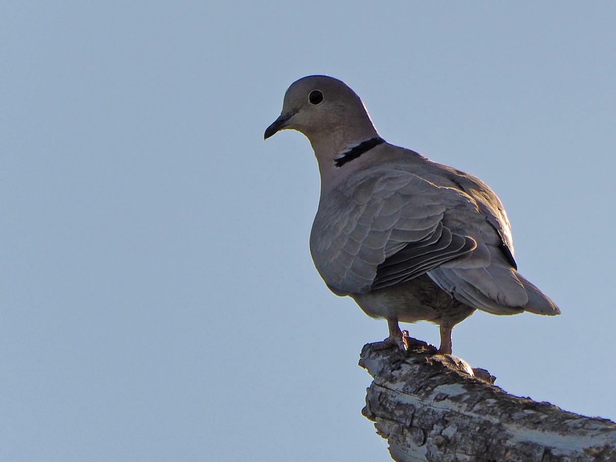 Eurasian Collared-Dove - ML475135731
